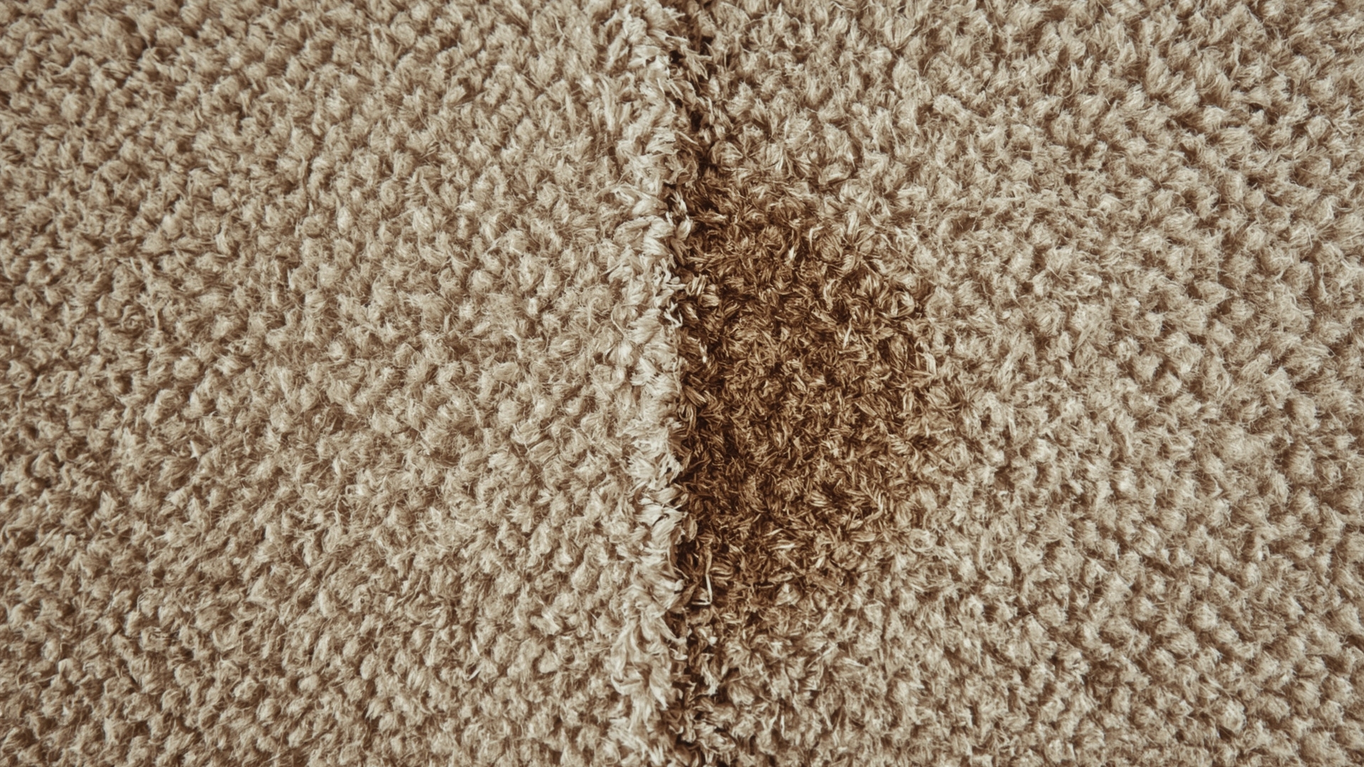 Carpet showing fair wear and tear on left versus tenant damage stain on right for bond comparison